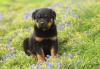Puppies for sale Cyprus, Limassol Yorkshire Terrier