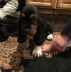 Puppies for sale Germany, Aihvald Basset Hound