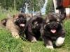 Puppies for sale Germany, Baden-Baden Caucasian Shepherd Dog