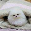 Puppies for sale Cyprus, Limassol Pomeranian Spitz
