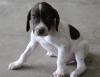 Puppies for sale Germany, Bochum German Longhaired Pointer