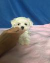 Puppies for sale Germany, Bremen Maltese