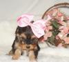Puppies for sale Cyprus, Limassol Yorkshire Terrier