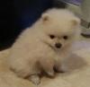 Puppies for sale Cyprus, Limassol Pomeranian Spitz