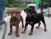 Puppies for sale Germany, Bonn German pinscher