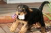 Puppies for sale Germany, Aachen Airedale