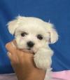 Puppies for sale Germany, Dortmund Maltese