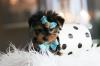 Puppies for sale Germany, Brandenburg Yorkshire Terrier