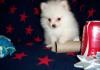 Puppies for sale Cyprus, Limassol Pomeranian Spitz