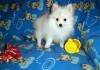 Puppies for sale Greece, Heraklion Pomeranian Spitz