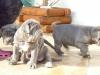 Puppies for sale Greece, Athens Neapolitan Mastiff