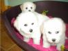 Puppies for sale Cyprus, Limassol Bichon