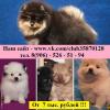 Продам щенка Россия, Кострома Шпиц