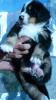 Продам щенка Украина, Днепропетровск Бернский зенненхунд
