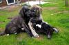 Puppies for sale Lithuania, Vilnius Irish Wolfhound