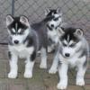 Puppies for sale Kyrgyzstan, Bishkek Other breed