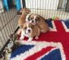 Puppies for sale USA, New York English Bulldog