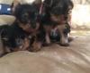 Puppies for sale USA, Arizona Yorkshire Terrier