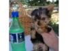 Puppies for sale USA, Alaska Yorkshire Terrier