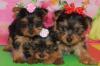 Puppies for sale USA, Florida, Jacksonville Yorkshire Terrier