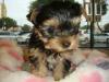 Puppies for sale USA, Georgia Yorkshire Terrier