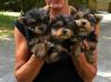 Puppies for sale USA, Florida Yorkshire Terrier