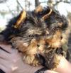 Puppies for sale USA, Delaware Yorkshire Terrier