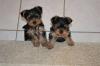 Puppies for sale USA, Delaware, Sacramento Yorkshire Terrier