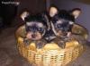 Puppies for sale USA, Colorado Yorkshire Terrier