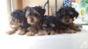 Puppies for sale USA, Hawaii Yorkshire Terrier