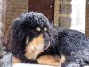 Продам щенка Россия, Санкт-Петербург Тибетский мастиф