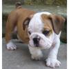 Puppies for sale USA, New York, New York English Bulldog