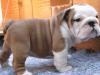 Puppies for sale USA, Texas, Houston English Bulldog