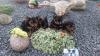 Продам щенка Germany, Aihvald Yorkshire Terrier