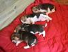 Puppies for sale Latvia, Riga Beagle