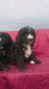 Puppies for sale Czech Republic, KE Newfoundland