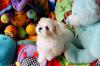 Puppies for sale Germany, Essen Maltese