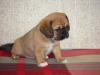 Puppies for sale Germany, Berlin Other breed