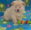 Puppies for sale Czech Republic, Dobrzhish Chow Chow