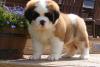 Puppies for sale Czech Republic, Luhacovice Other breed