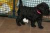 Puppies for sale Germany, Munich Poodle