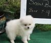Puppies for sale Czech Republic, Cheb Pomeranian Spitz