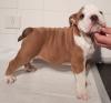Puppies for sale Germany, Duisburg English Bulldog