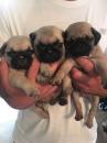 Puppies for sale Germany, Dresden Pug