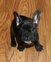 Puppies for sale USA, Florida, jacksonville French Bulldog