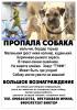 Пропала собака Россия, Волгоград, Волгоград Бордер терьер