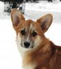 Пропала собака Россия, Московская область Вельш корги пемброк