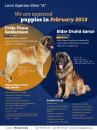 Продам щенка Slovakia, Presov Leonberger