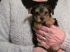 Puppies for sale Ukraine, Cherkasy Yorkshire Terrier