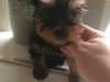 Puppies for sale Ukraine, Sevastopol Yorkshire Terrier